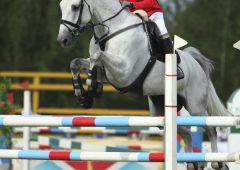 Showjumping