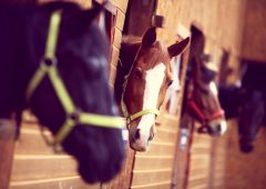Color shot of some horses in a stable
