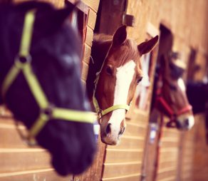 Color shot of some horses in a stable