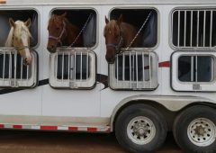 Profesjonell Hestetransport med Bilinnredning
